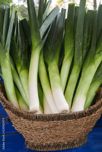 Vertical shot of a large basket of fresh leeks on a bright blue background