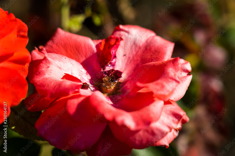 close up shot as red Rose