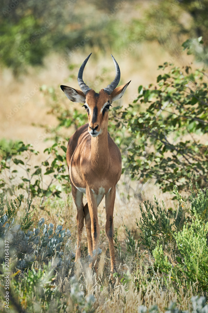 Blackfaced impala (Aepyceros melampus petersi) Blackfaced impala (Aepyceros melampus petersi)