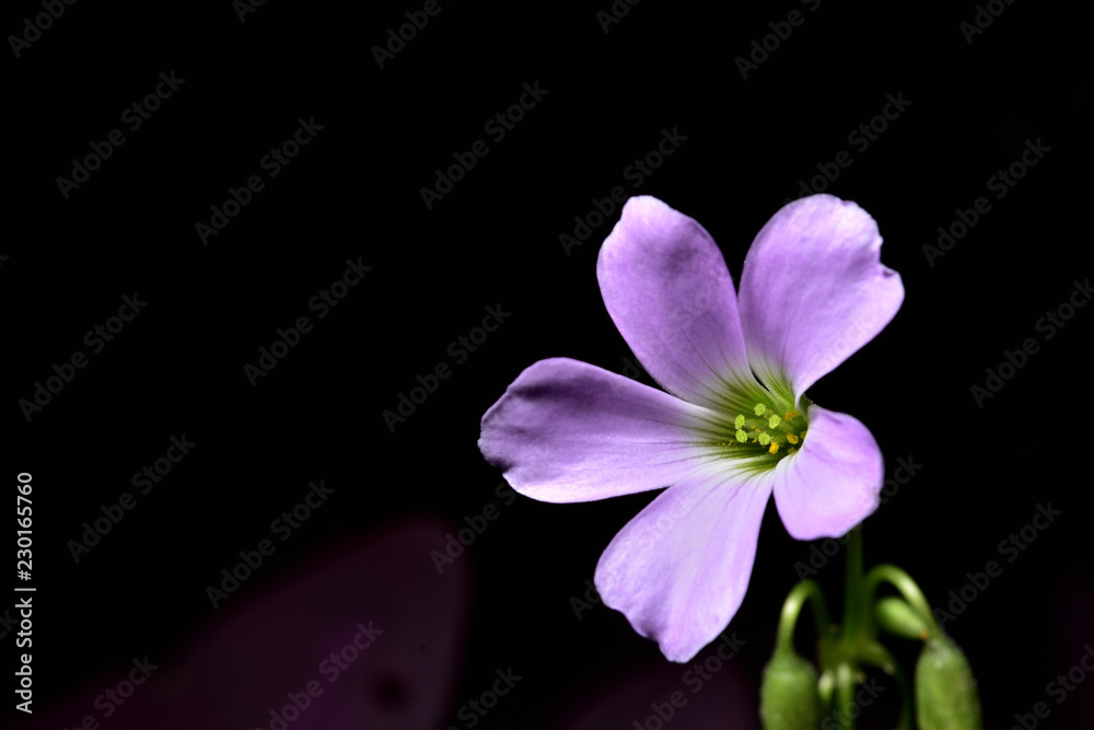 Obraz premium Purple flowers,dark background. Five petals of purple petals.Green and yellow pollen. Found in botanical gardens in Thailand.