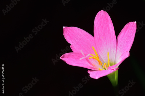 Pink flower,dark background. Six petals of pink petals.Yellow pollen. Found in botanical gardens in Thailand.