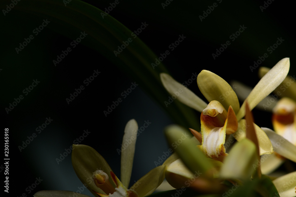 Fototapeta premium Yellow wild orchid,dark background. Five petals of yellow petals.The pistils are white and maroon and yellow.Yellow stamens on top. The flower is a bouquet.Found in the wild in Thailand.