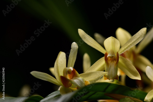 Yellow wild orchid,dark background. Five petals of yellow petals.The pistils are white and maroon and yellow.Yellow stamens on top. The flower is a bouquet.Found in the wild in Thailand.