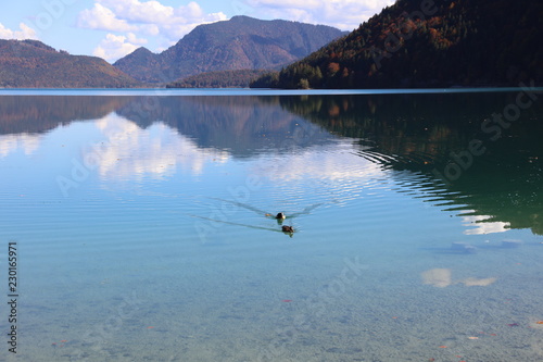 Pure water and two ducks on Lake Walchensee in Bavaria-Germany in autumn 3567
