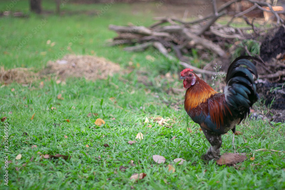 Fototapeta premium thai chiken grass