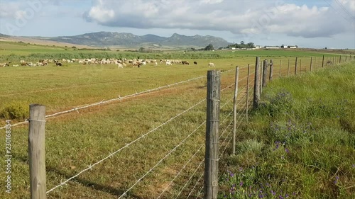 Sheep in a field behind a Barbed Wire Fence