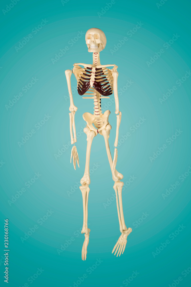Human skeleton model in the studio Human skeleton model in the studio