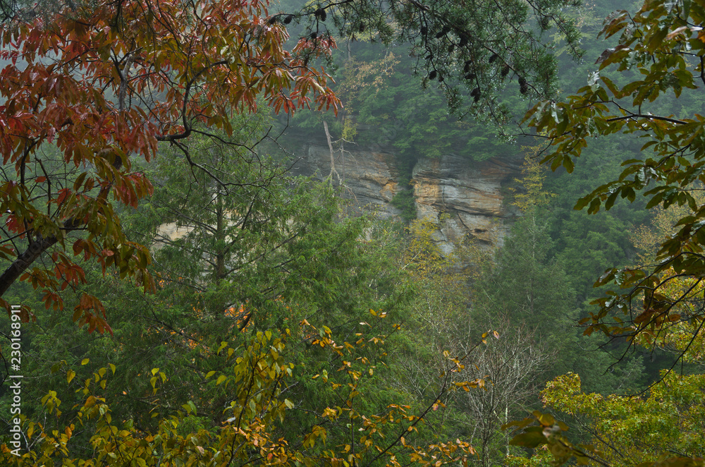 Treetops Treetops