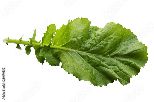 Mustard Green Leaf