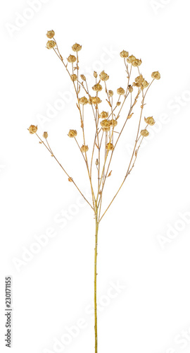 Ear of flax on white background