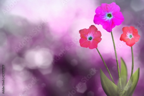 Beautiful live petunia with empty on left on natural leaves and sky blurred bokeh background. Floral spring or summer flowers concept.