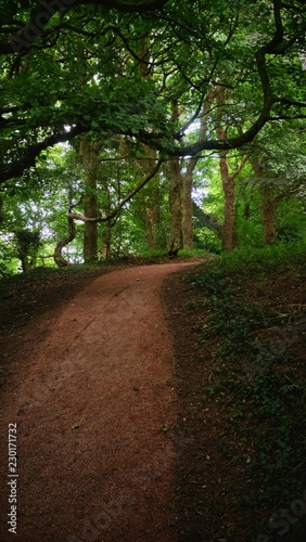 path in forest