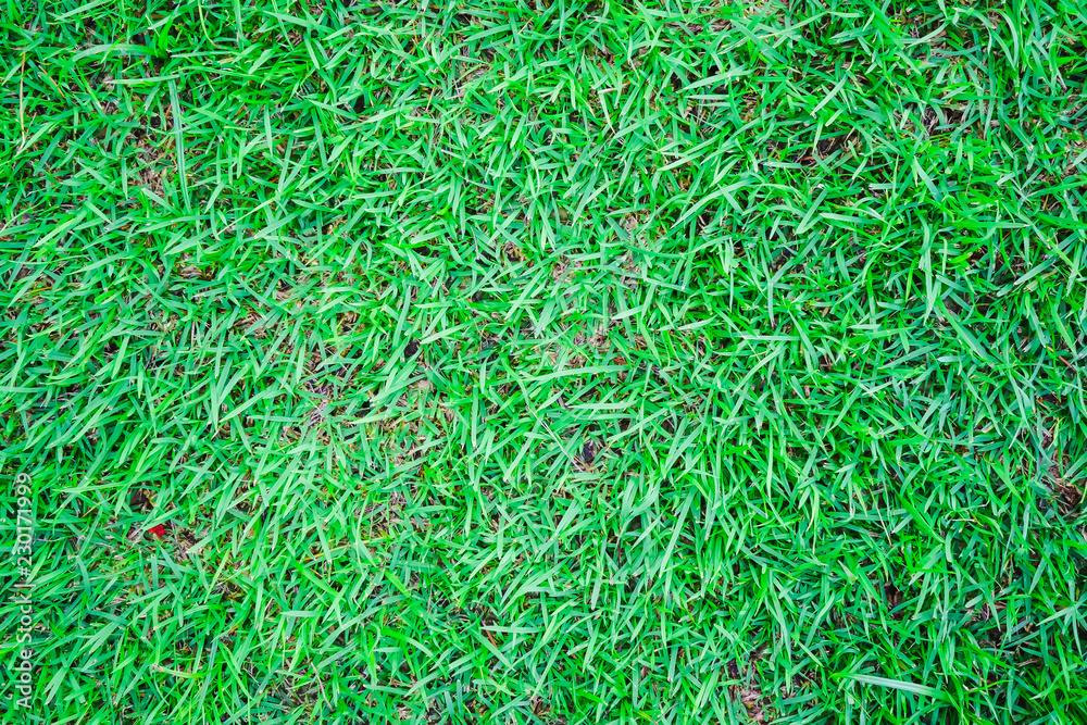 green grass background green grass background