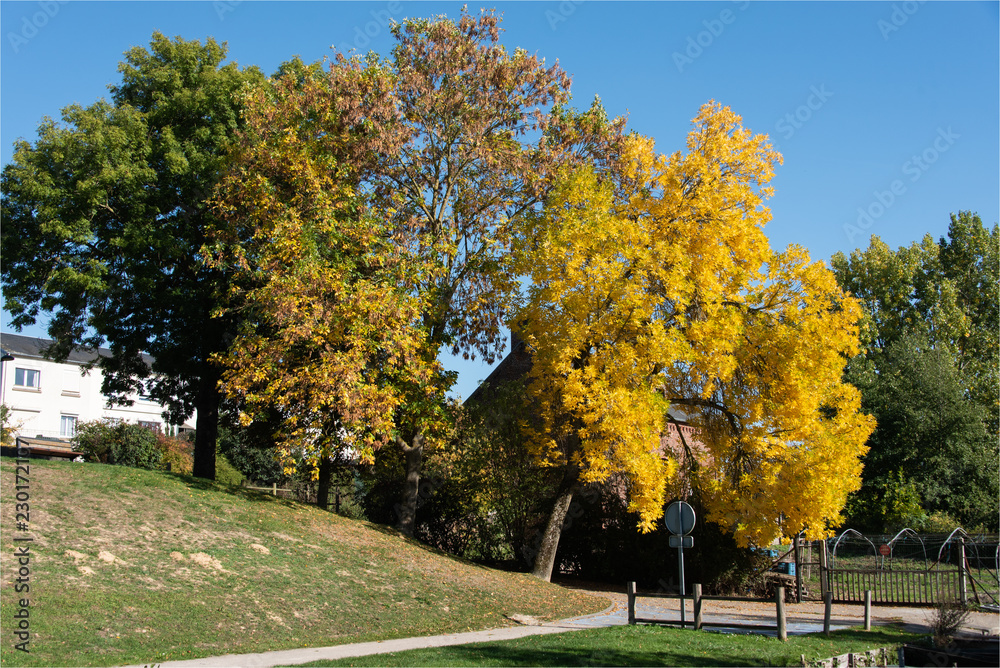 Naklejka premium drzew jesienią w ogrodach hortillonnages Amiens nad Sommą we Francji