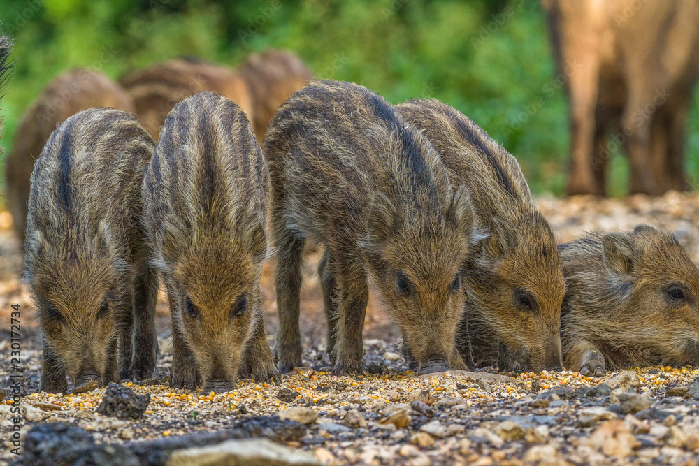 Wildpark Eichert