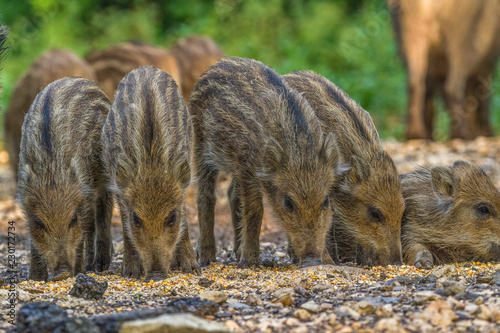Wildpark Eichert photo