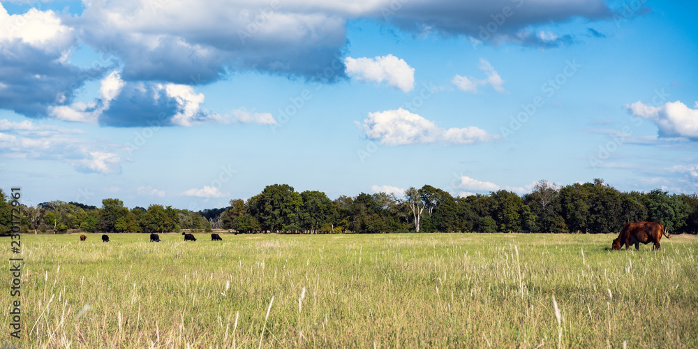 Obraz premium Ag web banner of cattle grazing in pasture