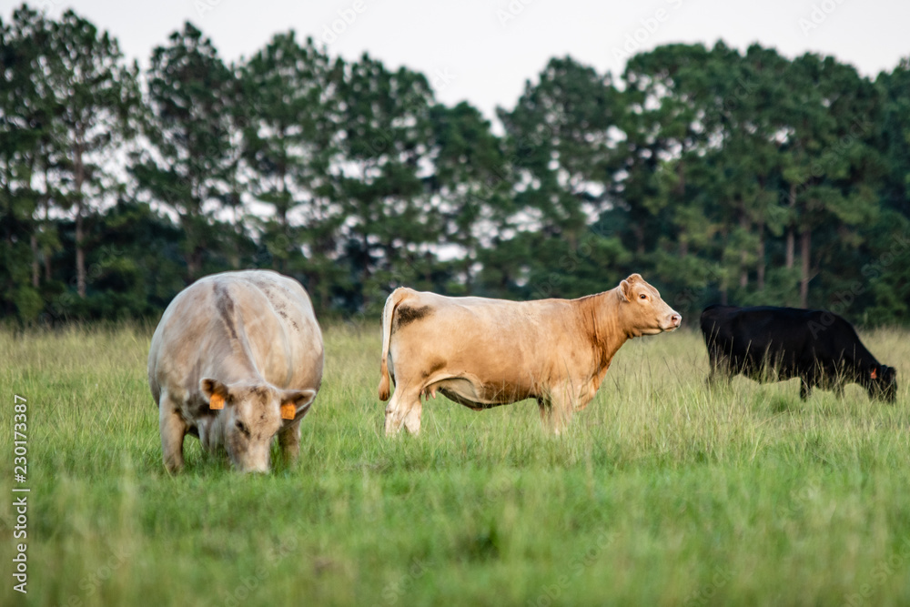 Simmental heifer with other crossbred cows Simmental heifer with other crossbred cows