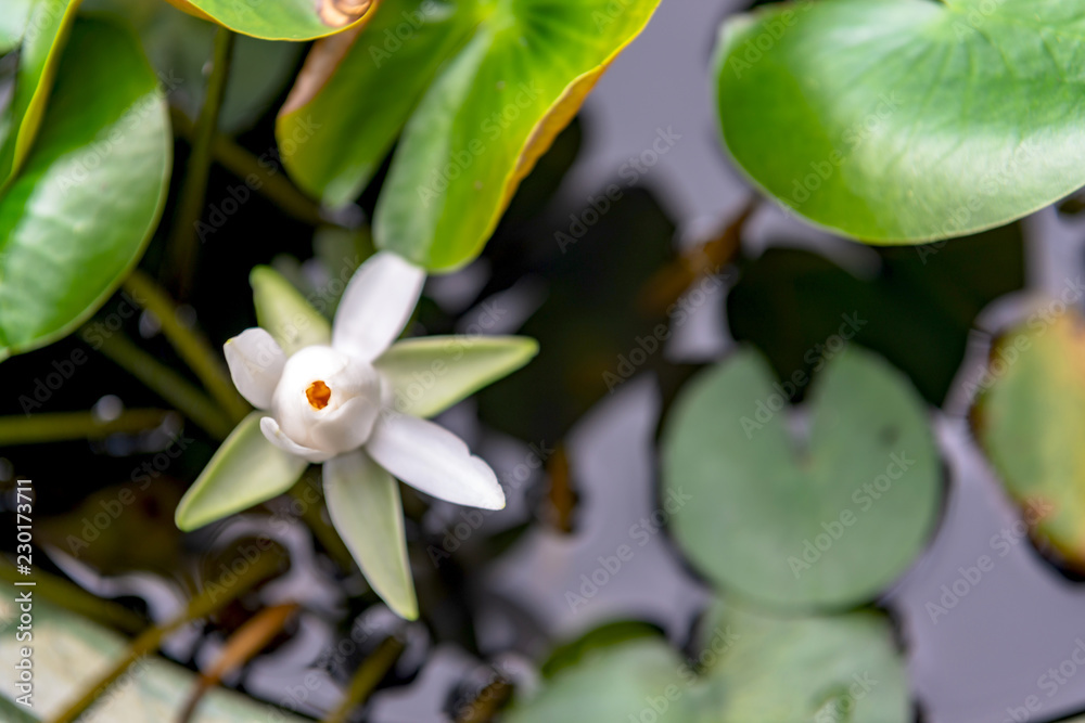 custom made wallpaper toronto digital水盤に咲く睡蓮