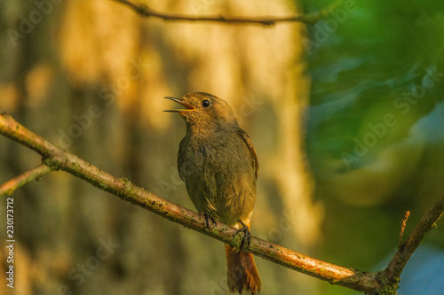 Wildpark Eichert photo