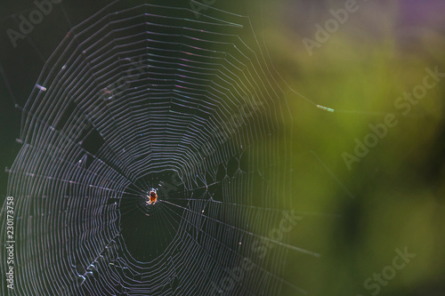 Spider with web