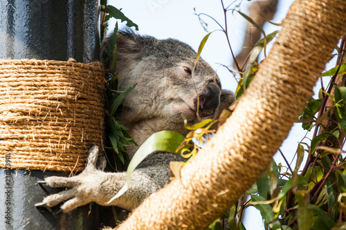 Canvas Print Koala