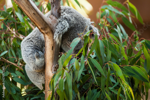 Canvas Print Koala