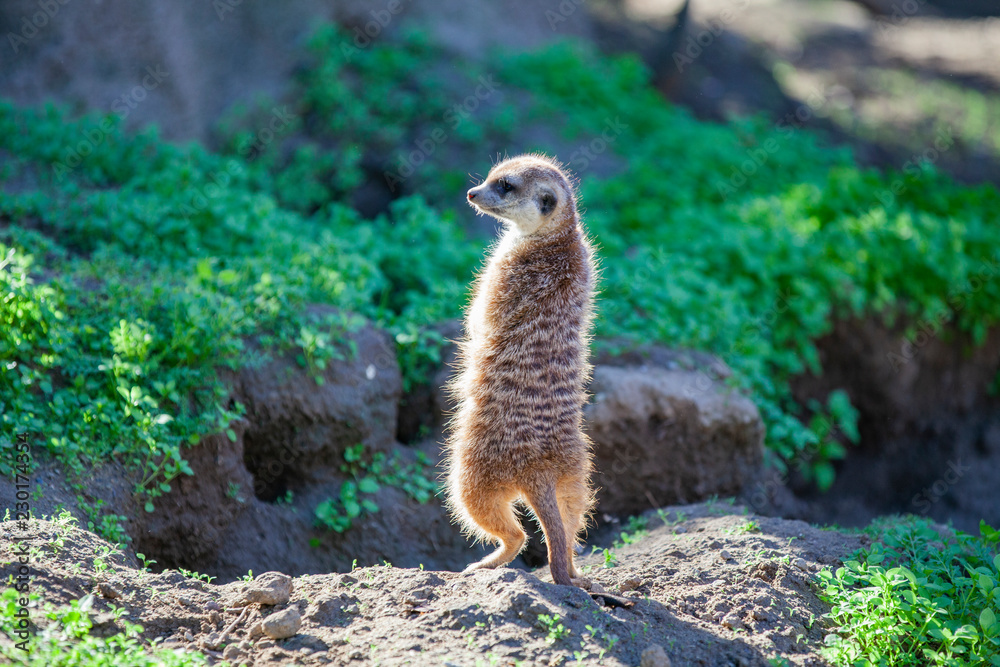 Fototapeta premium Meerkat
