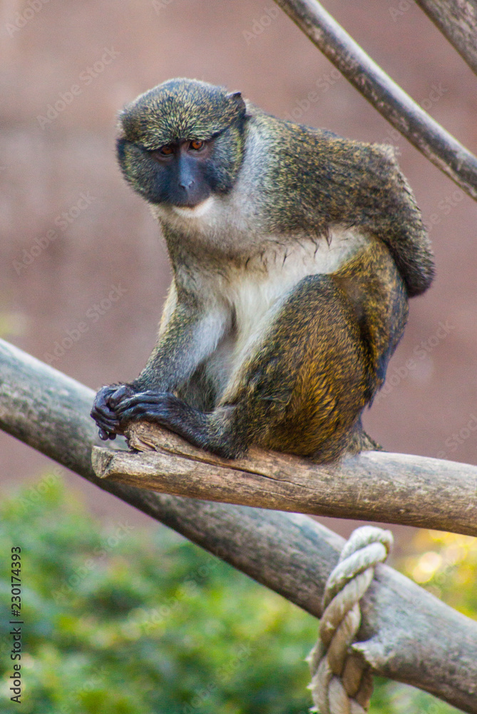 Obraz premium Primate