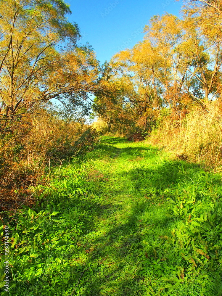 秋の河川敷の道と黄葉の木々