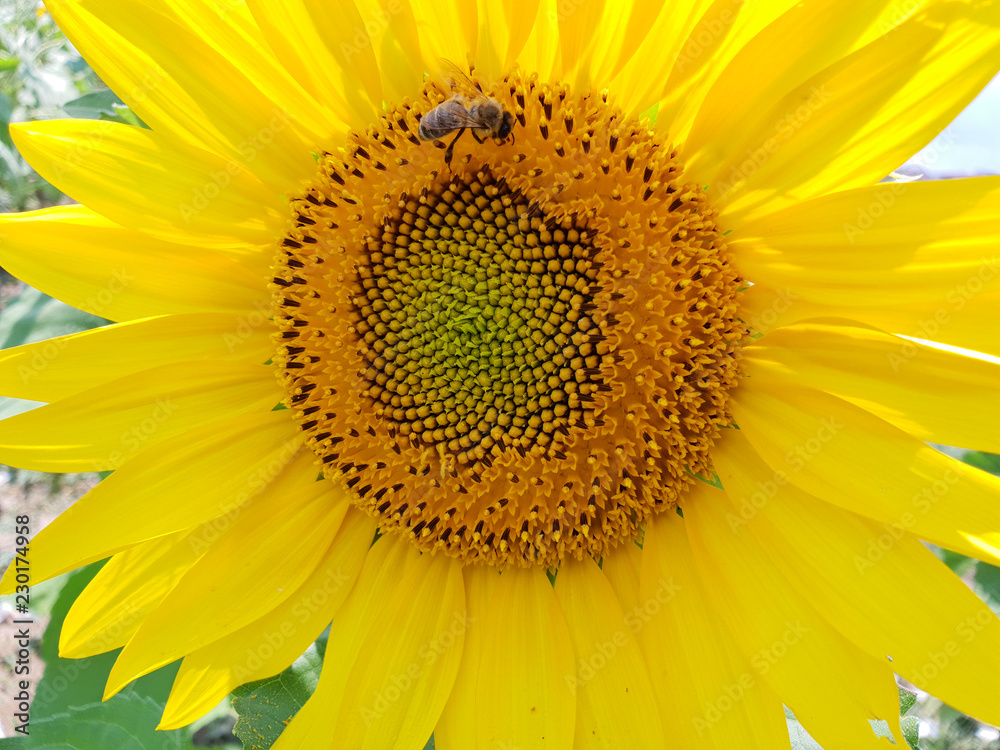 Sonnenblume und Biene Sonnenblume und Biene