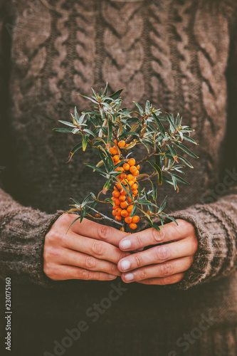 Woman hands holding sea buckthorn  berries plant organic food Healthy Lifestyle cozy knitted sweater scandinavian hygge style photo