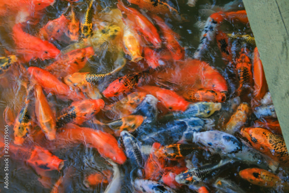 Koi in feeding frenzy Koi in feeding frenzy