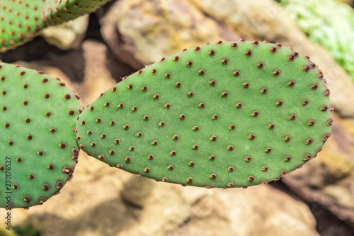 Cactus on the background of stones. Cactus Plant Opuntia Microdasys rufida. photo