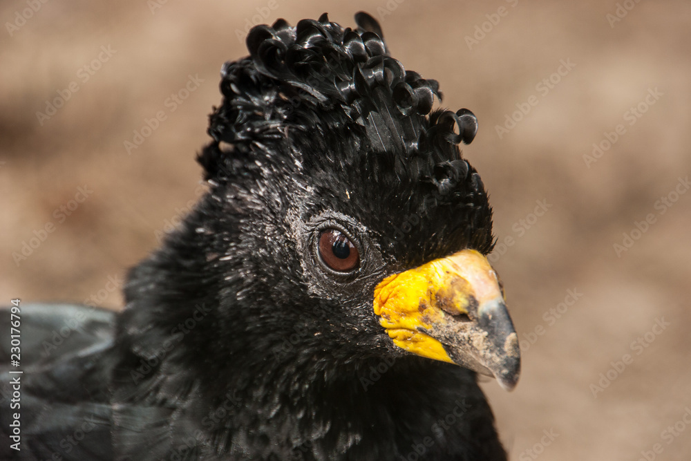 Fototapeta premium Schwarzes Huhn - Portrait