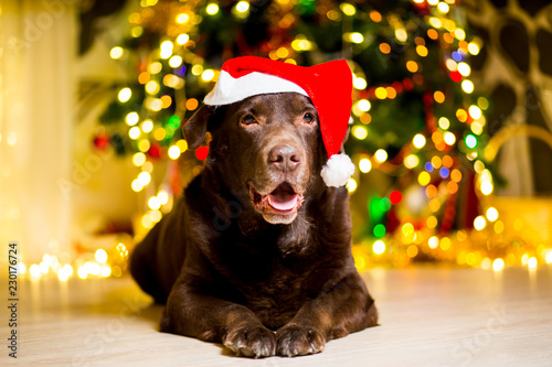 Dog breed Labrador brown color dwarf cap near Christmas tree with garlands