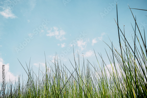 Vintage nature background green of grass plant and sky background.