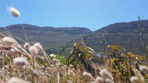 Closeup Seed Grass blowing in wind below mountain