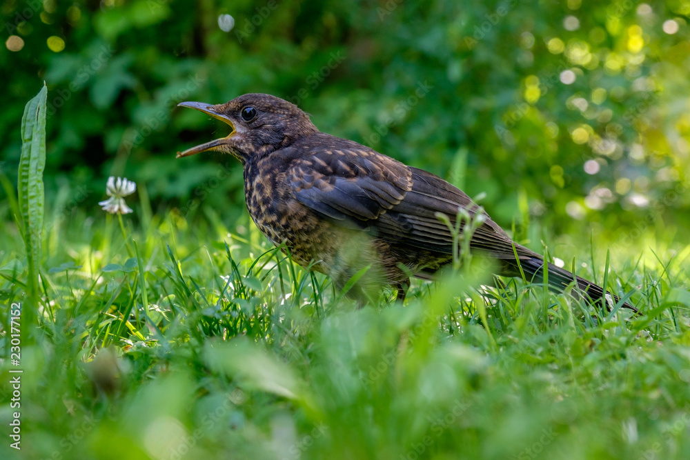 Amsel (Turdus merula) Amsel (Turdus merula)