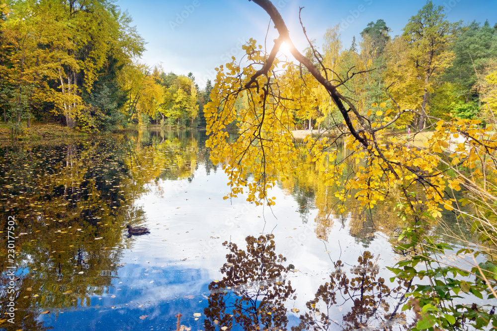 Autumn tree with bright foliage is reflected in the lake