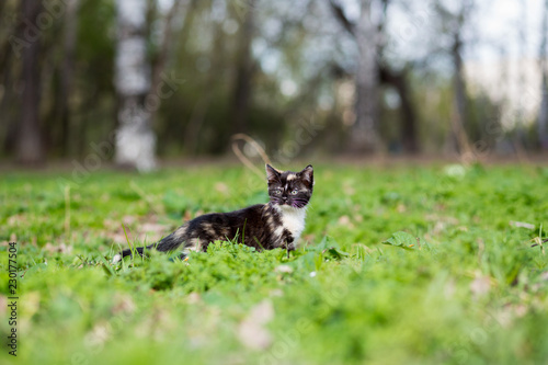 Fototapeta Naklejka Na Ścianę i Meble -  Little kitten tortoiseshell color in the park runs on the grass