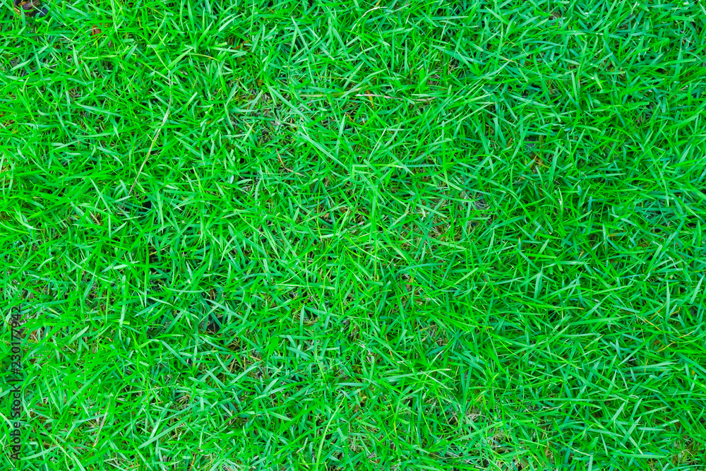 Green grass texture, Green grass texture background. Green grass texture, Green grass texture background.