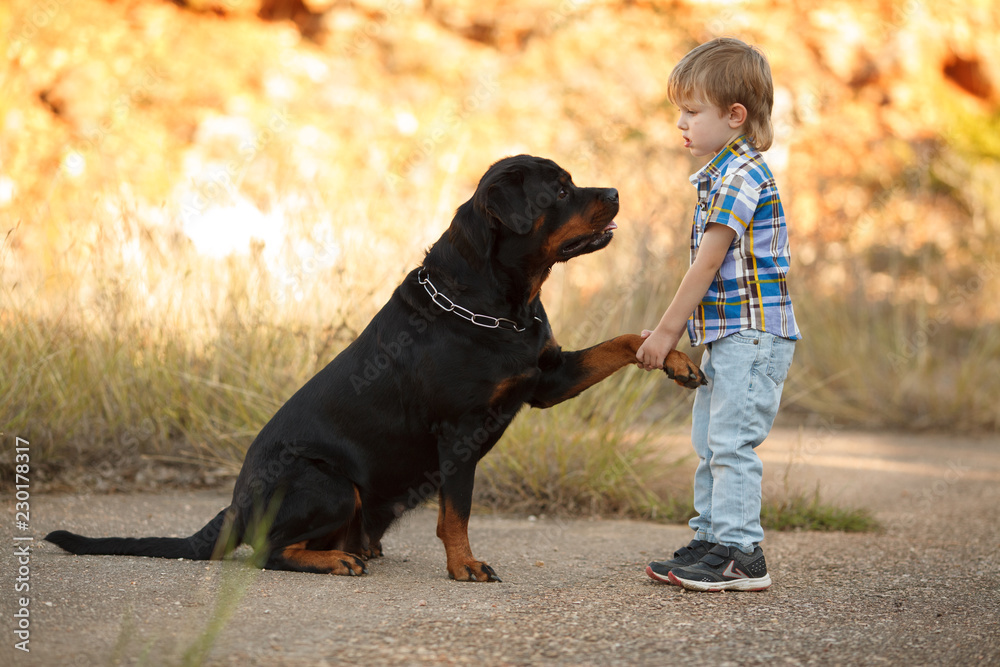 big dog breed Rottweiler gives a paw to a little boy big dog breed Rottweiler gives a paw to a little boy