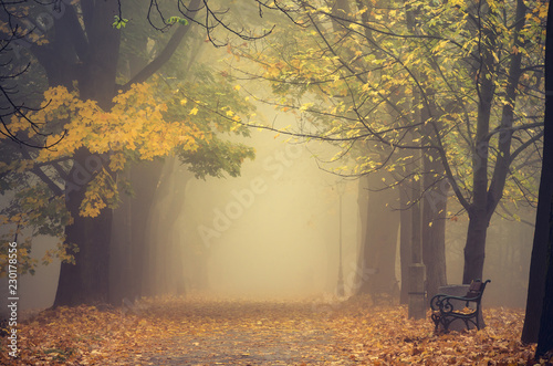Autumn foggy colorful tree alley in the park on a misty day in Krakow, Poland © tomeyk