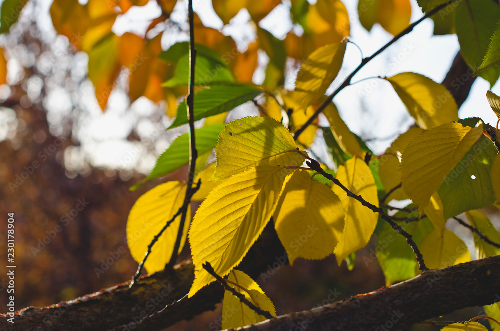 Obraz premium The leaves as they start to change in the tree branches of the forest trees. 