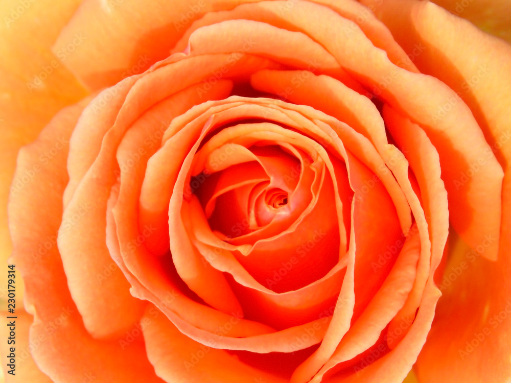 Close-up of a orange rose Close-up of a orange rose