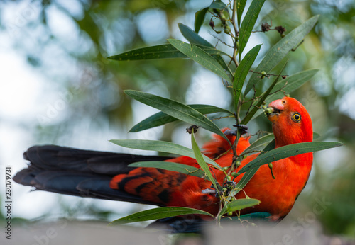 australian lorikeet