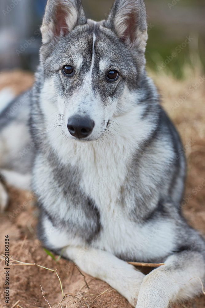 West Siberian Laika puppy 6 mounth West Siberian Laika puppy 6 mounth
