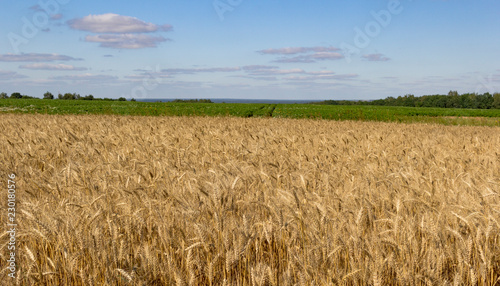 yellow wheat on field and treees and clouds