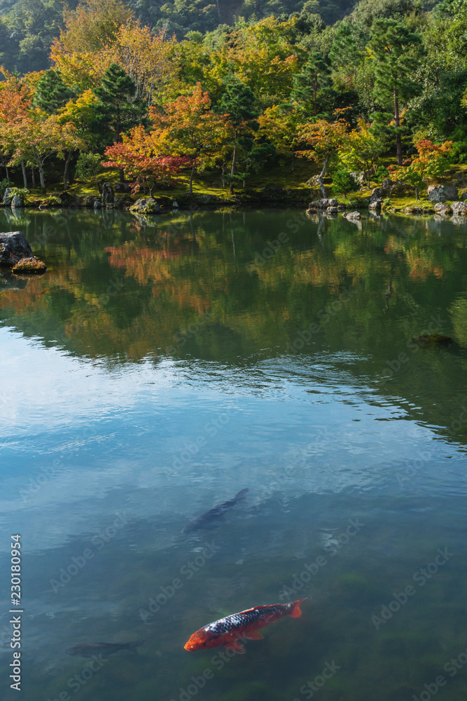 Autumn forest and Koi crap fish in pond at Ginkaku-ji temple famous travel destination in Kyoto, Japan